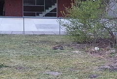 Oryctolagus cuniculus