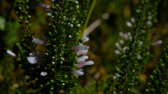 Erica perspicua