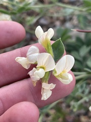Acmispon grandiflorus