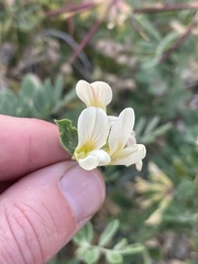 Acmispon grandiflorus