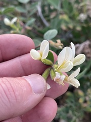 Acmispon grandiflorus