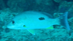 Lutjanus russellii