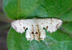 Dysaethria flavistriga