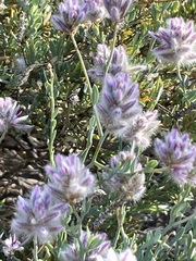 Ptilotus whitei