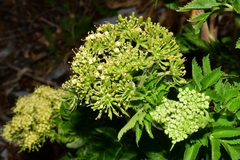 Arracacia schneideri