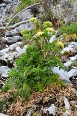 Arracacia schneideri