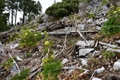 Arracacia schneideri