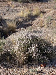 Ptilotus whitei