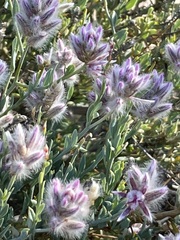 Ptilotus whitei