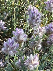 Ptilotus whitei