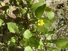 Ranunculus ophioglossifolius