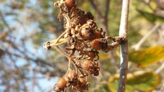 Schizenterospermum