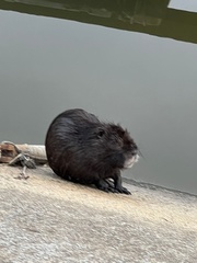 Myocastor coypus
