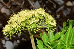 Arracacia schneideri