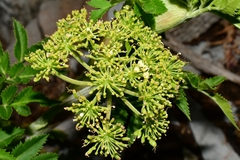 Arracacia schneideri