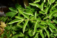 Arracacia schneideri