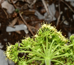 Arracacia schneideri