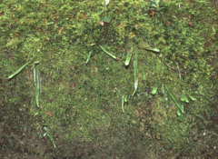 Oreogrammitis reinwardtioides