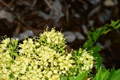 Arracacia schneideri
