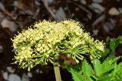 Arracacia schneideri
