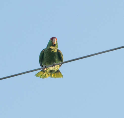 Amazona viridigenalis