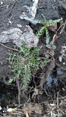 Taraxacum officinale