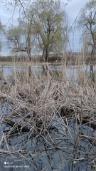 Phragmites australis