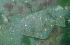 Lepidopsetta bilineata