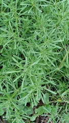 Galium aparine