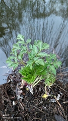 Angelica archangelica