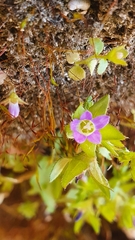 Campanula erinus