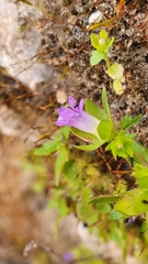 Campanula erinus