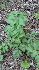 Angelica archangelica