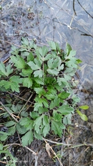 Ranunculus repens