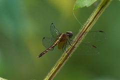 Erythrodiplax lativittata