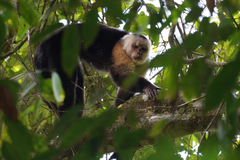 Cebus capucinus