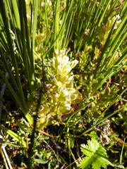 Castilleja ambigua