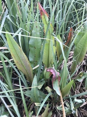 Rumex hydrolapathum