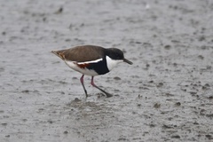 Erythrogonys cinctus