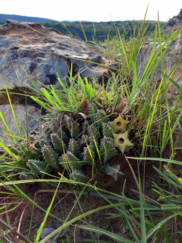 Ceropegia thuretii