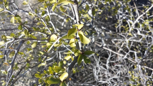 Terminalia divaricata image