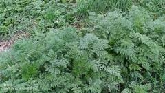 Anthriscus sylvestris