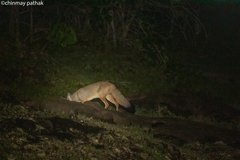 Vulpes bengalensis