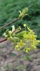 Acer platanoides