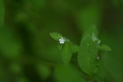 Thyrocarpus glochidiatus