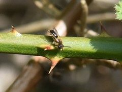 Andrena dorsata