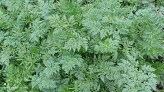 Anthriscus sylvestris