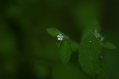 Thyrocarpus glochidiatus