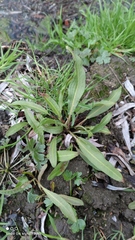 Rumex hydrolapathum
