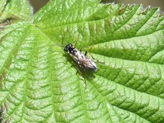 Aglaostigma aucupariae